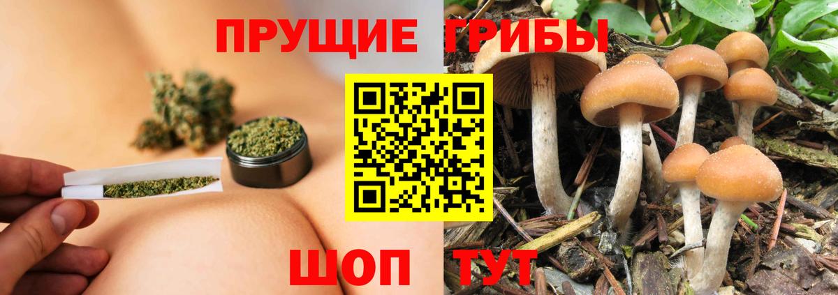Горячий Ключ  Псилоцибиновые грибы Cubensis  Вход с VPN 